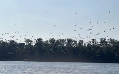 O traumie topienia się. O tym co się wydarza, gdy się topimy i jakie są tego psychologiczne konsekwencje. – Sabina Sadecka