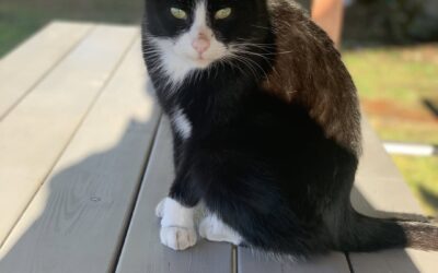 O znieruchomieniu w sytuacjach społecznych. – Sabina Sadecka